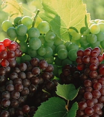 葡萄的功效與作用 豐收之季吃葡萄的好處