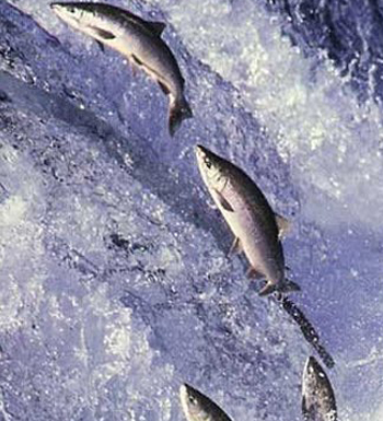 壯陽補(bǔ)腎 吃出男人健康體魄