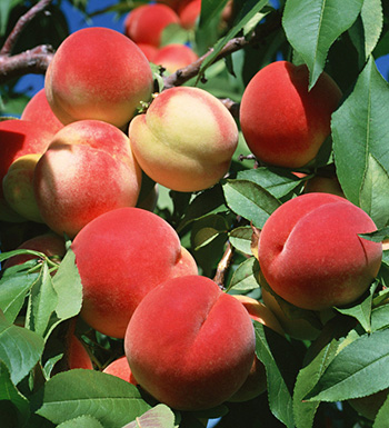 飲食禁忌 做手術(shù)后不能吃哪些食物