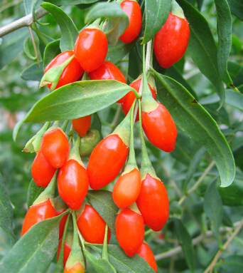 泡沫之夏 女人夏季養(yǎng)生三寶