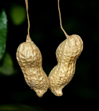 健康飲食小知識 10大堅果食用禁忌