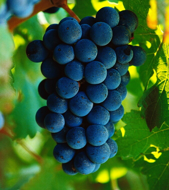 治療早泄陽痿 防治早泄陽痿必吃9種水果