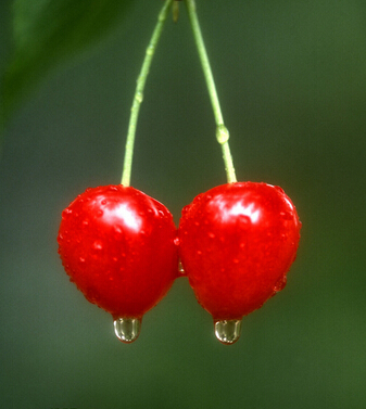 櫻桃的功效與作用 櫻桃好吃營(yíng)養(yǎng)高