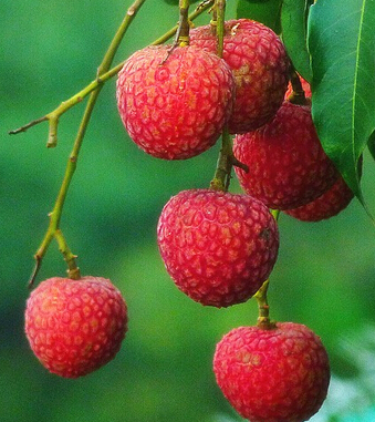 吃什么補腎壯陽 最具實力的十七種壯陽食物