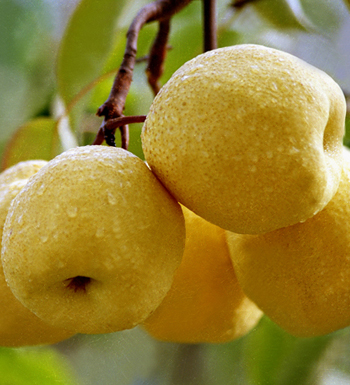 減肥瘦身吃什么好 吃什么水果減肥快