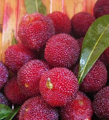 得了膽囊炎怎么辦 膽囊炎吃什么水果好