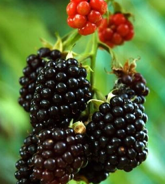 桑葚的功效與作用 常食桑葚保年輕