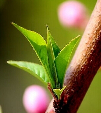 狐臭怎么治 民間偏方讓你快速擺脫狐臭煩惱