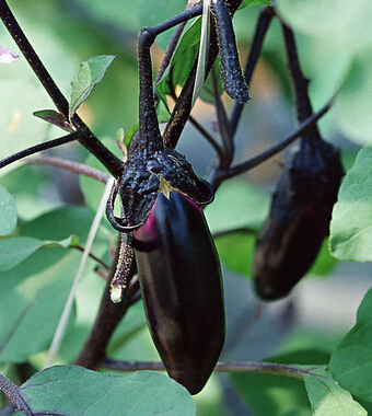水果養(yǎng)生 比藥還靈的9種果蔬皮