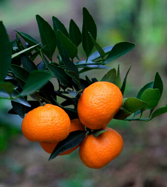 水果養(yǎng)生 6種水果皮是防治疾病的 良藥