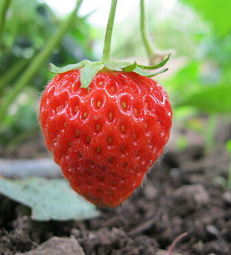 女人抗衰老吃什么 10種水果讓女人年輕10歲