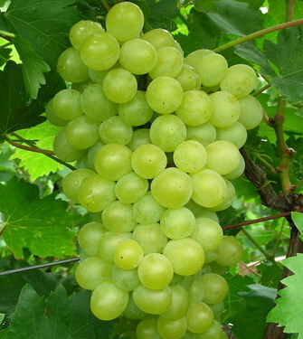 吃什么補(bǔ)腎虛 男吃9食物補(bǔ)腎強(qiáng)精