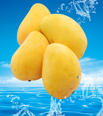 芒果的功效與作用 芒果抵抗乳腺癌神奇妙用