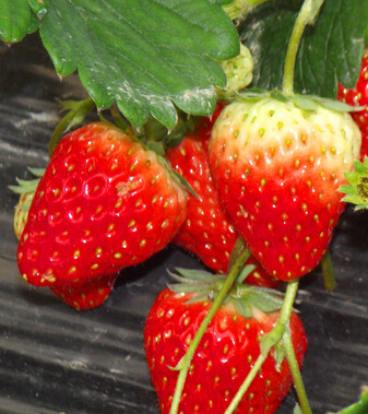 吃草莓的好處 果中 皇后 健脾解酒樣樣行