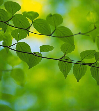 春天吃什么養(yǎng)生 教你春季老人敗火方