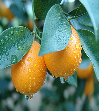 水果的營養(yǎng)價值 盤點金橘的食療功效