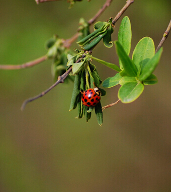 春天吃什么養(yǎng)生 教你春季老人敗火方