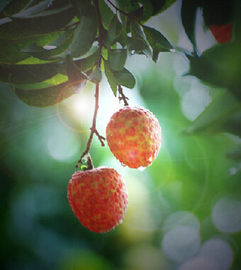 荔枝上火嗎 夏季吃荔枝不上火有哪些竅門