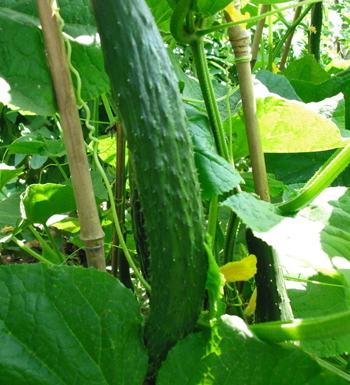 吃什么食物對身體好 對身體好的食物有哪些