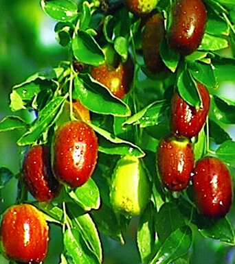 吃棗的好處 女人美麗健康魔咒 棗 來幫忙