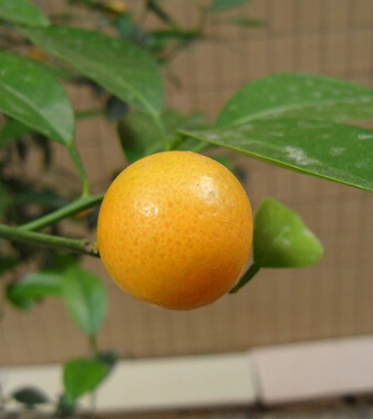 水果的營養(yǎng)價值 盤點金橘的食療功效