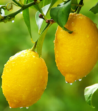 心肌缺血的癥狀 心肌缺血的十大食療食譜