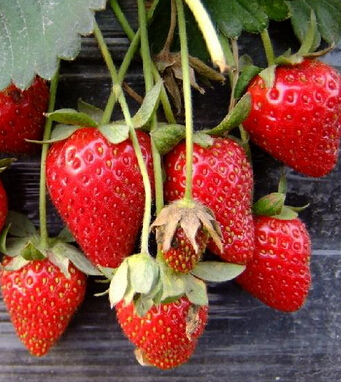 吃草莓的好處 草莓的21種功效讓你意想不到