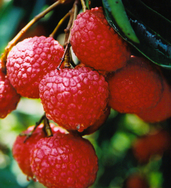 夏季養(yǎng)生吃什么好 適合夏季吃的水果有哪些