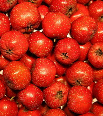 山楂的功效與作用 山楂降低血壓消食又活血