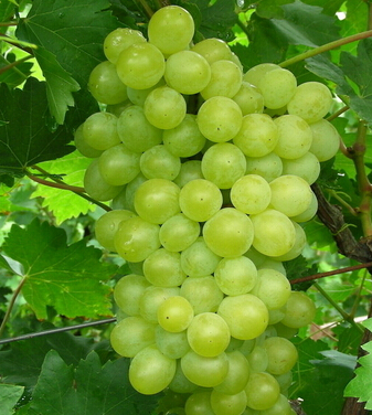 上火怎么辦 春季多吃這9種保濕去燥的水果