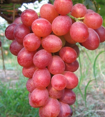 葡萄的功效與作用 葡萄的十大食療作用