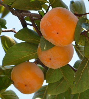 柿子的營(yíng)養(yǎng)價(jià)值 秋天怎么吃柿子最好