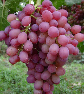 吃什么可以排毒 七種水果有效排出體內毒素