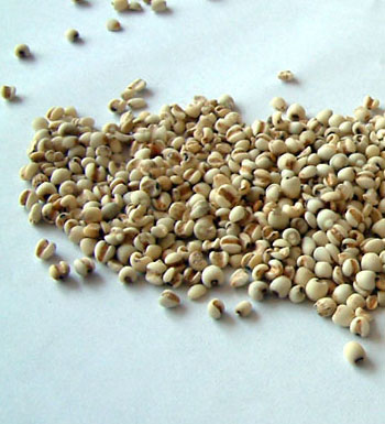 薏米的作用與功效及食用方法 薏米的營養(yǎng)價值