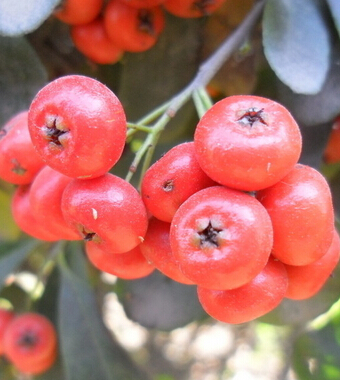 山楂的功效與作用 血淤型痛經(jīng)者的保健佳品