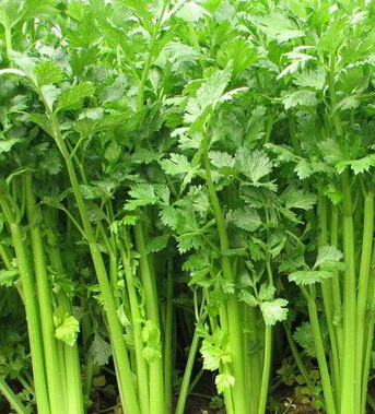 心肌缺血的癥狀 心肌缺血的十大食療食譜