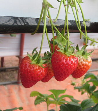 水果的營養(yǎng)價(jià)值 解讀14種水果的秘密功效