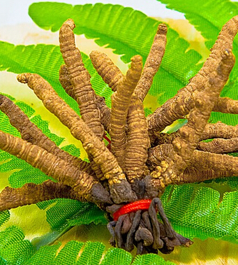 腎虛吃什么 10種食物幫你調(diào)理腎虛