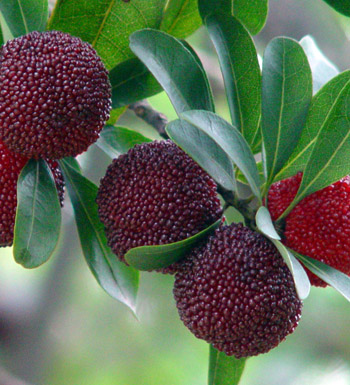 夏季養(yǎng)生吃什么好 適合夏季吃的水果有哪些