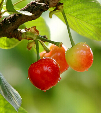 吃什么可以排毒 七種水果有效排出體內毒素