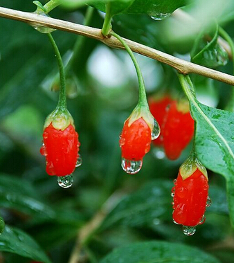 吃什么補腎壯陽 最具實力的十七種壯陽食物