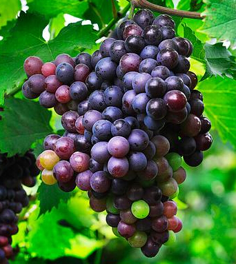 葡萄的功效與作用 葡萄的十大食療作用