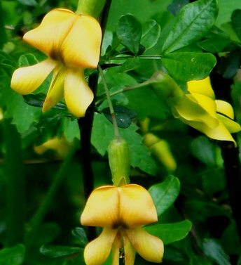 女性健康 養(yǎng)好氣血讓你美麗一生
