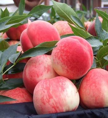 吃什么水果可以減肥 吃什么水果減肥效果好