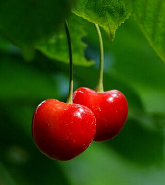 櫻桃的功效與作用 櫻桃好吃營(yíng)養(yǎng)高
