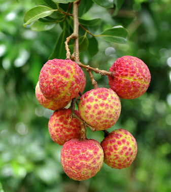 吃什么補(bǔ)腎虛 男吃9食物補(bǔ)腎強(qiáng)精