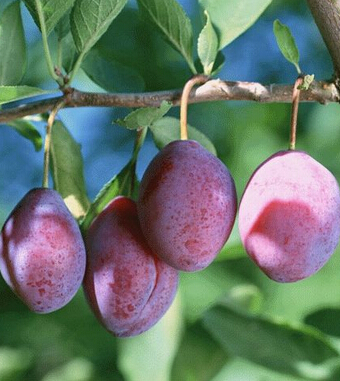 小肚子大怎么辦 7種水果幫你 吃掉 小肚子