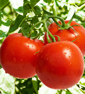 健康飲食 女人吃什么讓你不變老