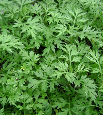 狐臭怎么治 民間偏方讓你快速擺脫狐臭煩惱