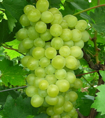 氣血不足怎么辦 10食物養(yǎng)好氣血做美麗女人